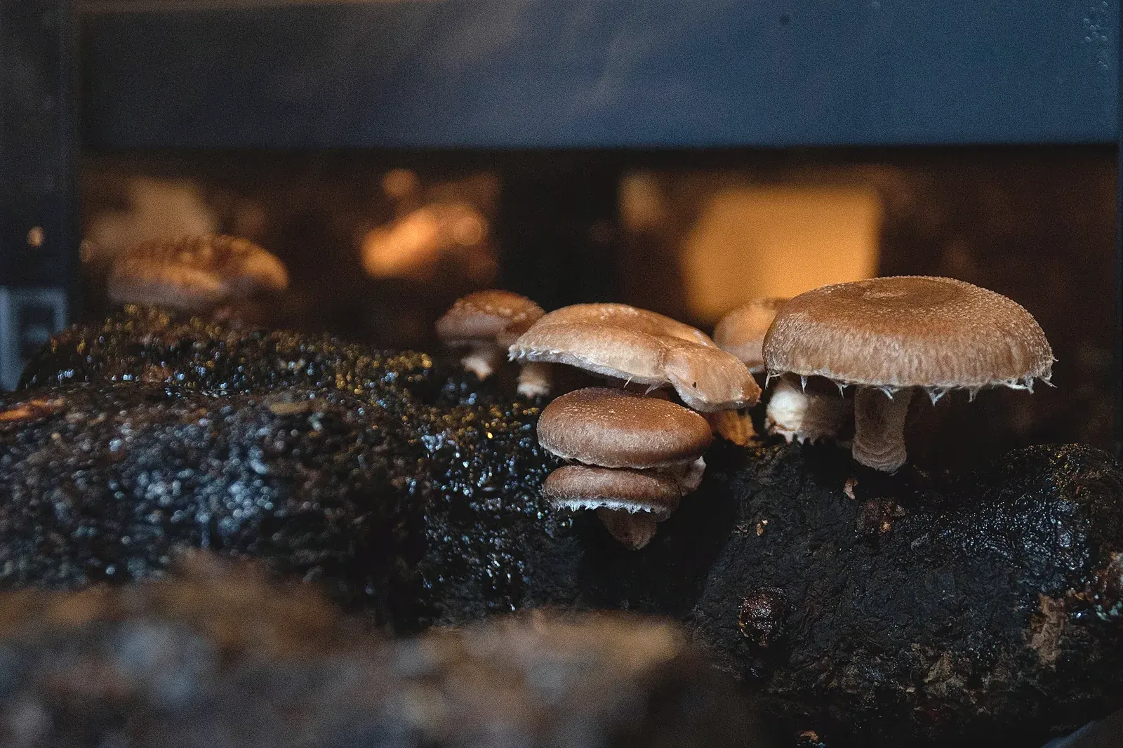 Saját termesztésű shiitake gombák