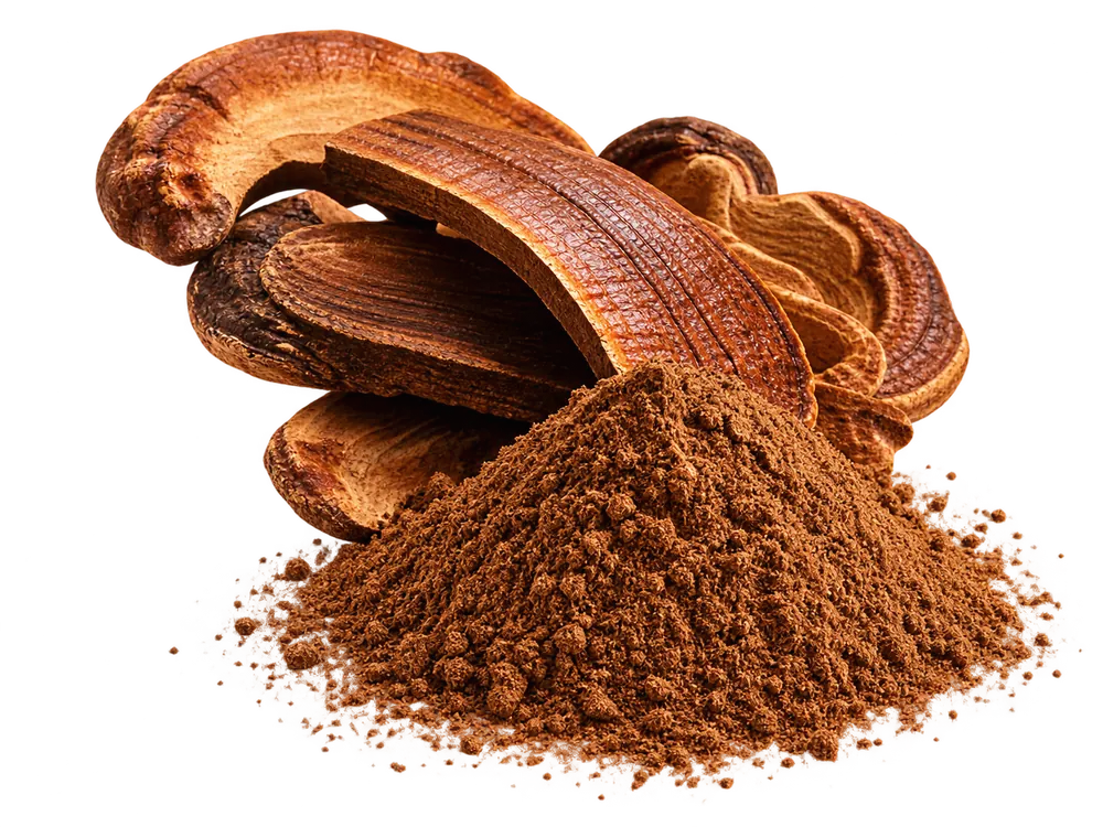 Szárított Ganoderma szeletek és gombaőrlemény