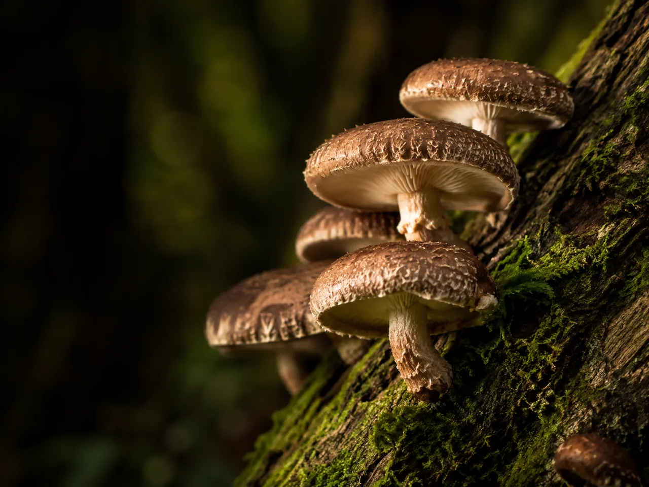 Shiitake gombák mohás fatörzsön erdei környezetben